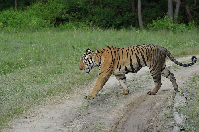 Imagen general del Hotel Camp Dev Vilas Kanha. Foto 4