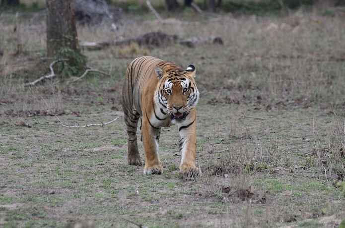 Imagen general del Hotel Camp Dev Vilas Kanha. Foto 6