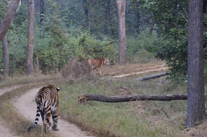 Imagen general del Hotel Camp Dev Vilas Kanha. Foto 7