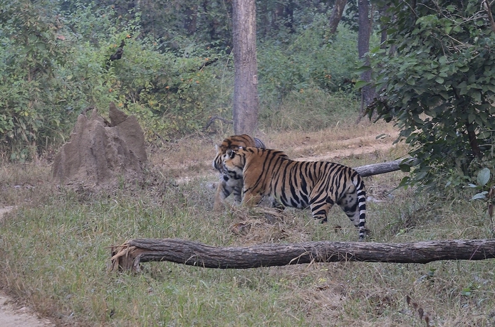 Imagen general del Hotel Camp Dev Vilas Kanha. Foto 8