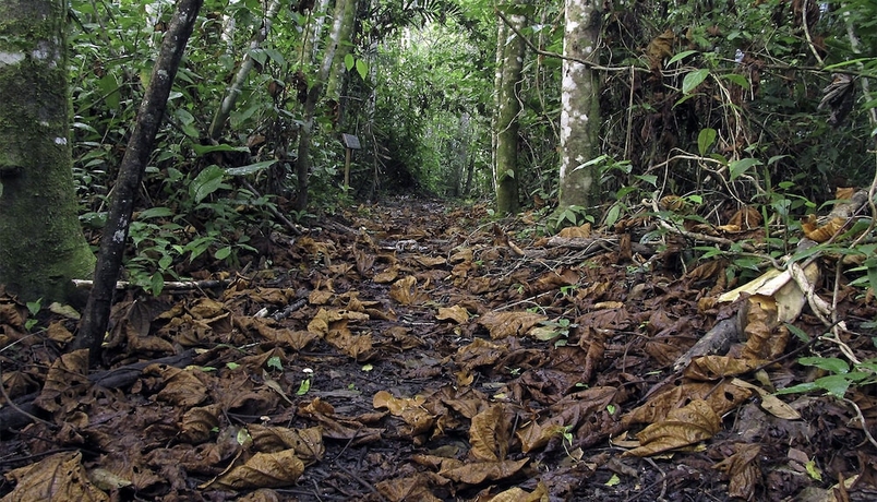 Imagen de la habitación del Hotel Campamento Rio Lacanja. Foto 10
