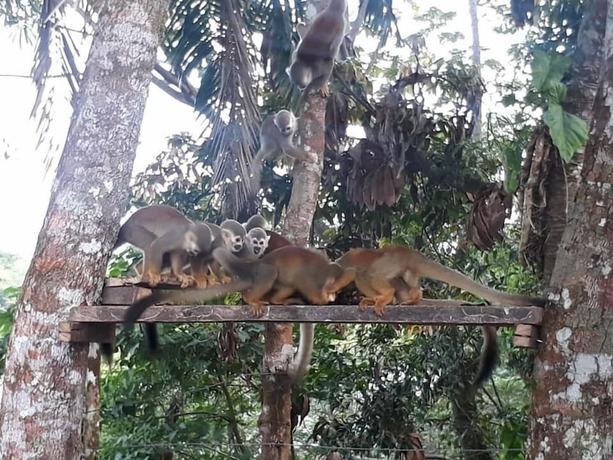 Imagen de los exteriores del Hotel Campestre Aguamaco. Foto 17