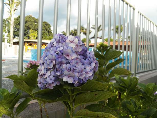 Imagen de la piscina del Hotel Campestre Camino Del Parque. Foto 20