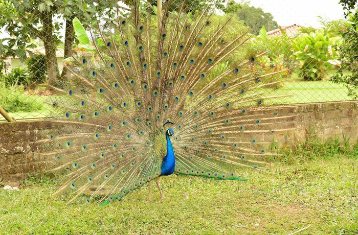 Imagen de la habitación del Hotel Campestre Camino Del Parque. Foto 17
