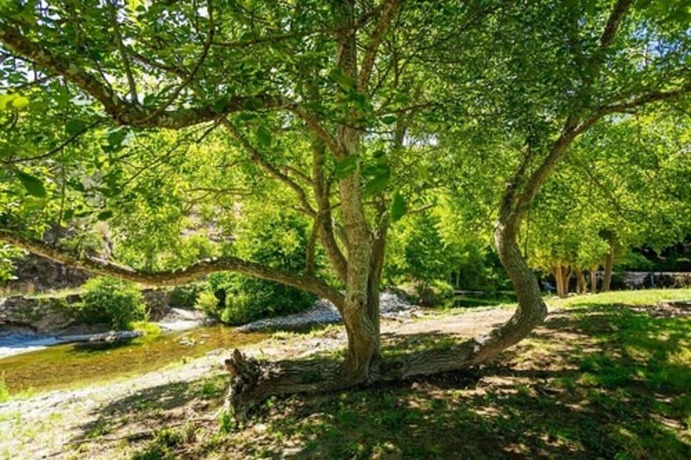 Imagen general del Hotel Camping Les Cerisiers du Jaur. Foto 12