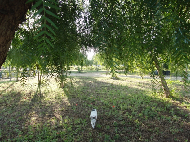 Imagen de los exteriores del Hotel Camping Lilybeo Village. Foto 15