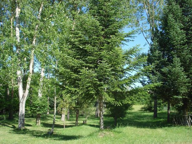 Imagen general del Hotel Camping Rio Verde. Foto 8