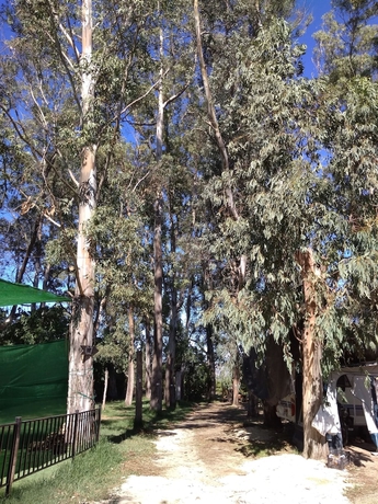 Imagen general del Hotel Camping la Naranja. Foto 2