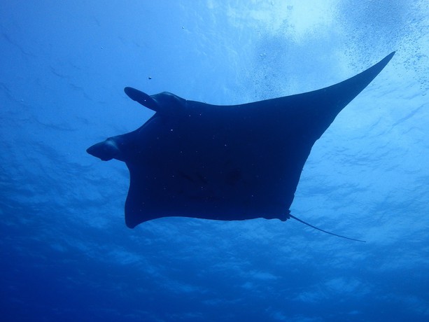 Imagen de los interiores del Hotel Canaan Coffee and Hotel. Foto 17