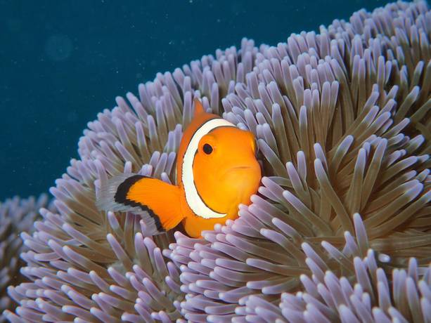 Imagen del bar/restaurante del Hotel Canaan Coffee and Hotel. Foto 6