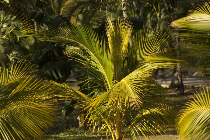 Imagen de los exteriores del Hotel Canon De La Vieja Lodge. Foto 10