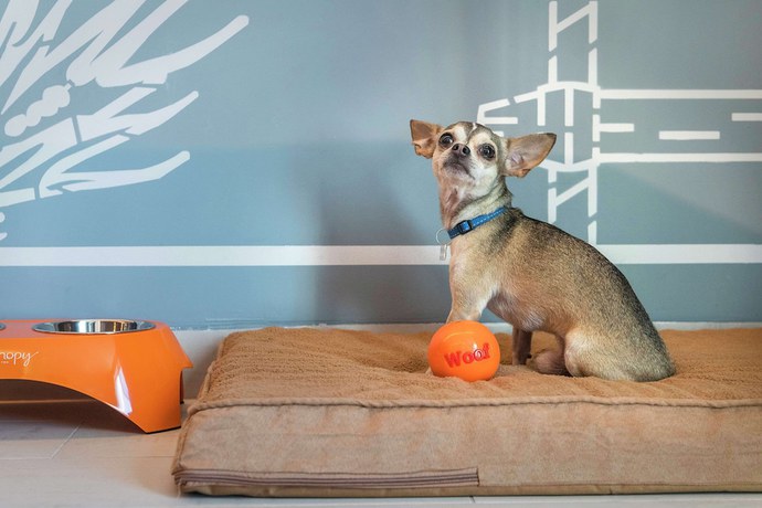 Imagen de la habitación del Hotel Canopy By Hilton Cancun La Isla. Foto 10