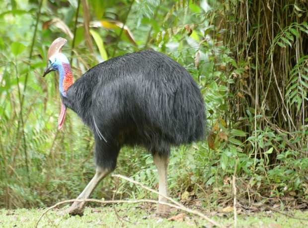 Imagen general del Hotel Cape Trib Farmstay. Foto 12