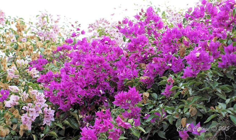 Imagen de la habitación del Hotel Capon Cottage. Foto 12