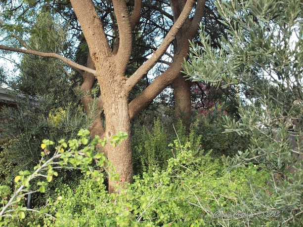 Imagen de los exteriores del Hotel Capon Cottage. Foto 17