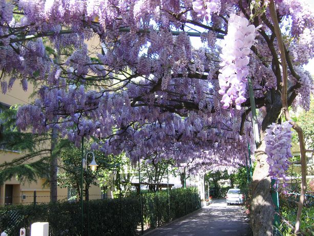 Imagen de los interiores del Hotel Capri, Rimini. Foto 13