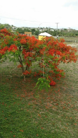 Imagen de los exteriores del Hotel Caribbean Holiday Apartments. Foto 10