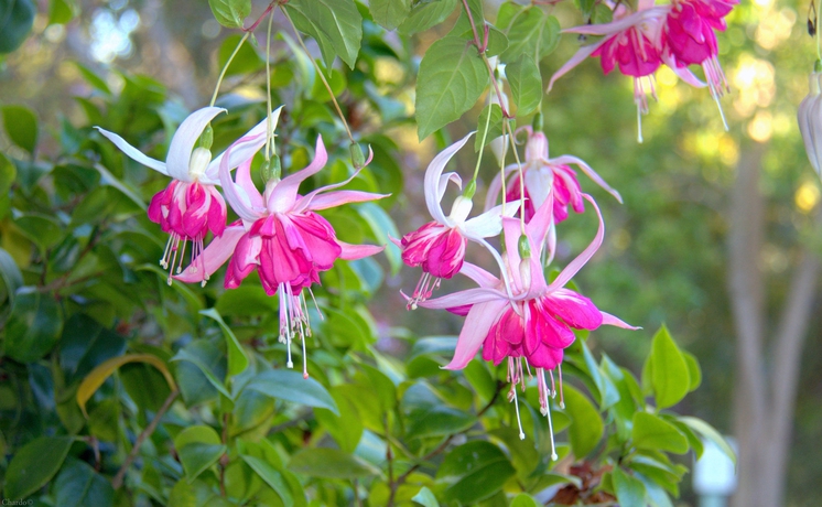 Imagen general del Hotel Carmel River Inn. Foto 3