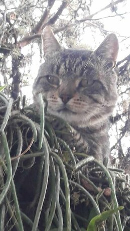 Imagen general del Hotel Casa Del &Aacute;rbol, Concepci&oacute;n del Uruguay. Foto 2