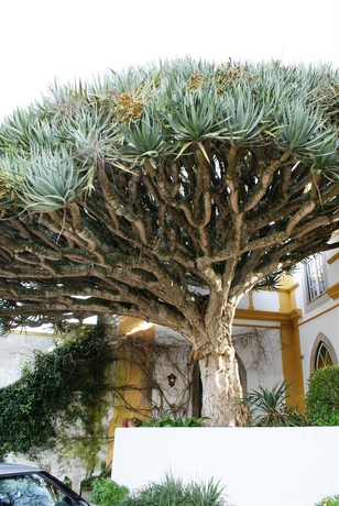 Imagen de los exteriores del Hotel Casa Do Castelo. Foto 6