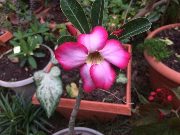 Imagen de los interiores del Hotel Casa Gabriela. Foto 16