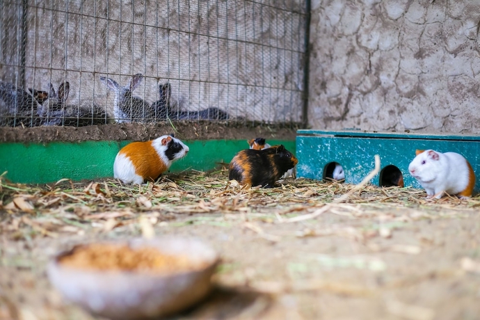 Imagen de la piscina del Hotel Casa Grande Gravat&aacute;. Foto 18