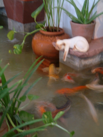 Imagen general del Hotel Casa Holiday, Phitsanulok. Foto 2