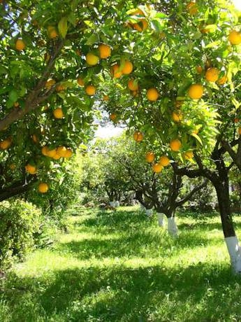 Imagen general del Hotel Casa de Orange. Foto 3