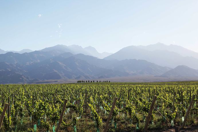 Imagen de la habitación del Hotel Casa de Uco Vineyards and Wine Hotel. Foto 3