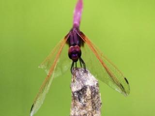 Imagen general del Hotel Casabrina Vacation Villas. Foto 18