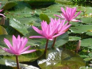 Imagen general del Hotel Casabrina Vacation Villas. Foto 28