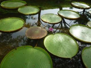 Imagen general del Hotel Casabrina Vacation Villas. Foto 39