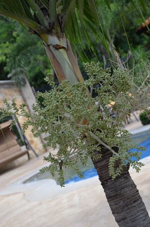 Imagen de los exteriores del Hotel Casas Del Toro Playa Flamingo. Foto 14