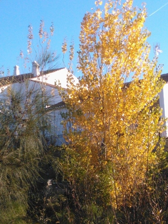 Imagen de los exteriores del Hotel Casas Do Palheiro Velho. Foto 13