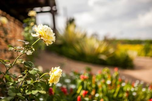 Imagen de la habitación del Hotel Cassia Lodge. Foto 2