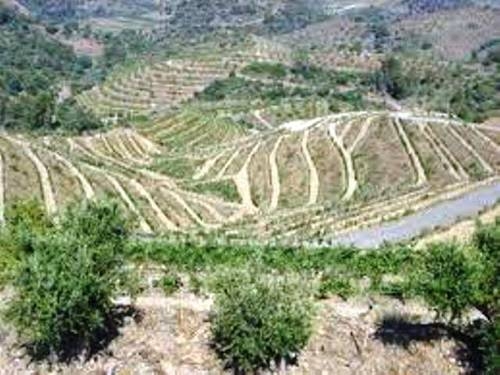 Imagen general del Hotel Celler Buil Y Giné. Foto 8