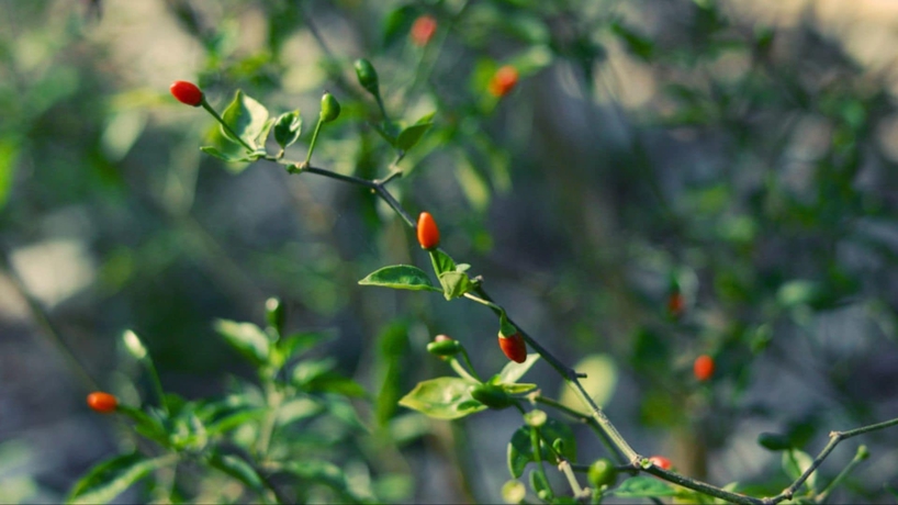 Imagen de los exteriores del Hotel Cenote Balam-ha. Foto 13