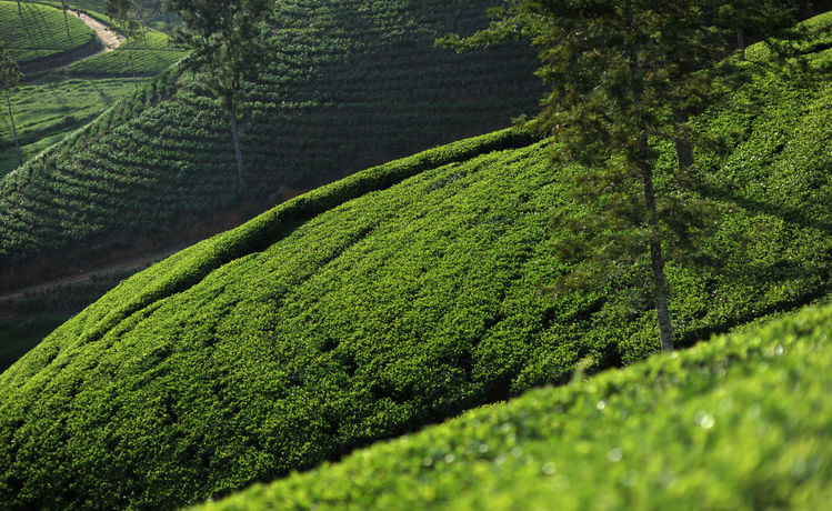 Imagen general del Hotel Ceylon Tea Trails. Foto 3