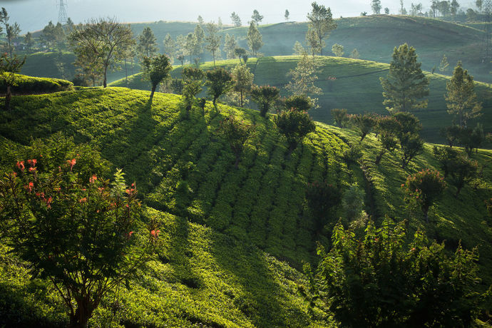 Imagen general del Hotel Ceylon Tea Trails. Foto 5