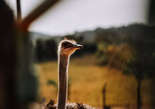 Imagen general del Hotel Chal&eacute; Capit&oacute;lio. Foto 3