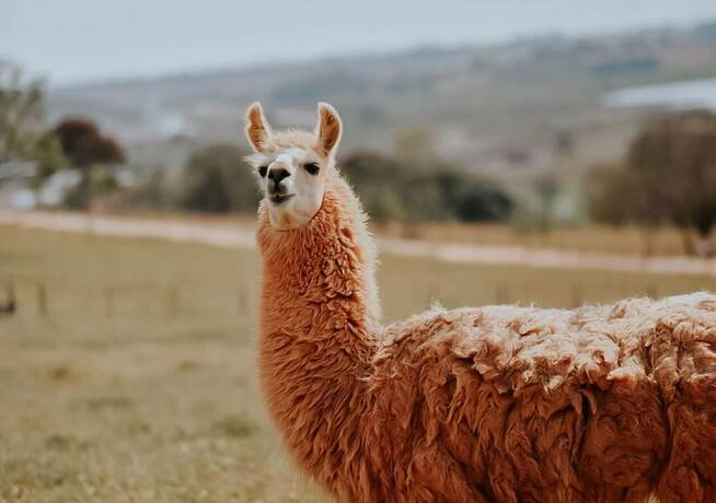 Imagen general del Hotel Chal&eacute; Capit&oacute;lio. Foto 10