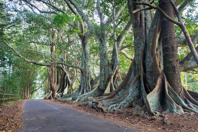 Imagen general del Hotel Channers On Norfolk Gardenside Apartments. Foto 2