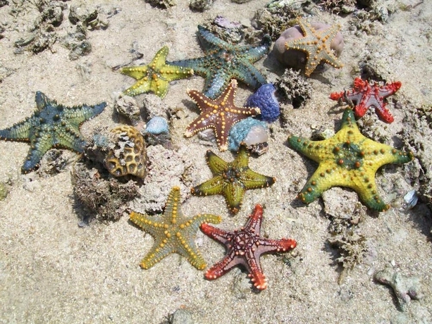 Imagen de los exteriores del Hotel Chapwani Island. Foto 16