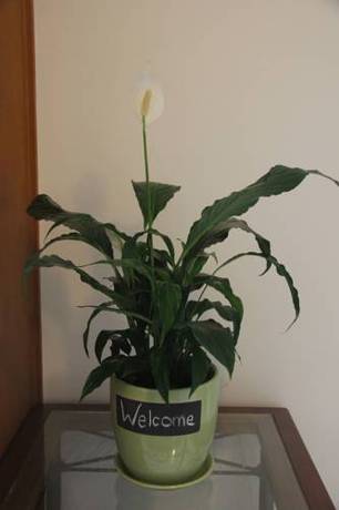 Imagen de la habitación del Hotel Charlesworth Bay Beach Resort, Coffs Harbour. Foto 4
