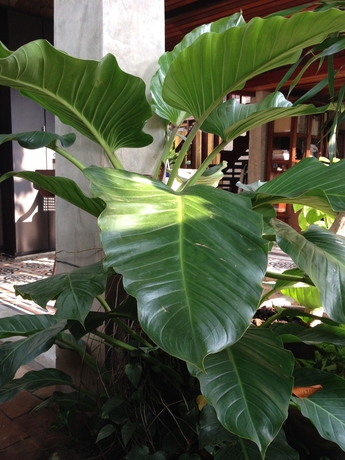 Imagen de los exteriores del Hotel Chiang Maan Residence. Foto 9