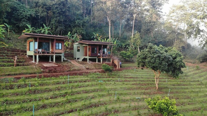 Imagen de la habitación del Hotel Chiang Mai Elephant Friends. Foto 16