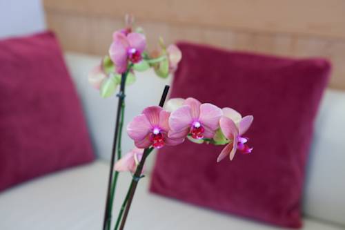 Imagen de la habitación del Hotel Ciasa Roby. Foto 8