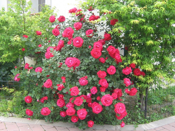 Imagen de los exteriores del Hotel City Bucharest. Foto 10