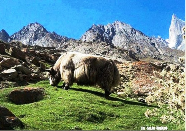 Imagen general del Hotel City Guest House, Kargil. Foto 9