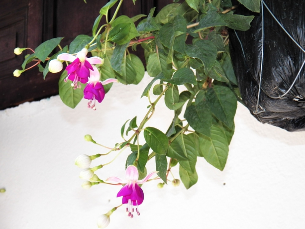 Imagen de los interiores del Hotel Ciudad Condal, Antigua Guatemala. Foto 8